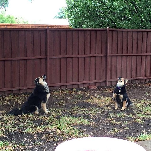 4. These two dogs have been waiting here for hours to catch a squirrel intruder!  😱