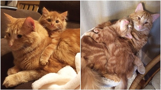 Kendisinin Küçük Bir Kopyası Olan Yavruyu Sahiplenen Kediyle Tanışın!