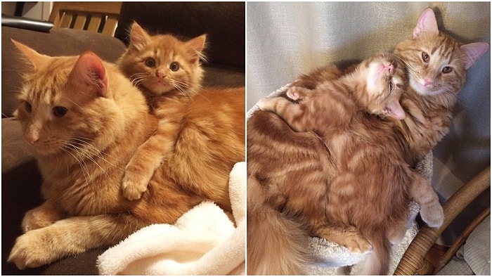 Kendisinin Küçük Bir Kopyası Olan Yavruyu Sahiplenen Kediyle Tanışın!