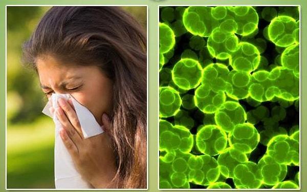 22. İnsanlar niçin alerji olurlar?