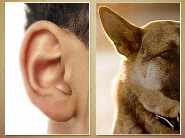 6. Kulaklarımızı neden ve nasıl oynatırız?