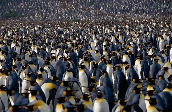 8. İki cins hariç bütün penguen türleri büyük koloniler halinde çiftleşirler ve sayıları bine kadar çıkabilir.