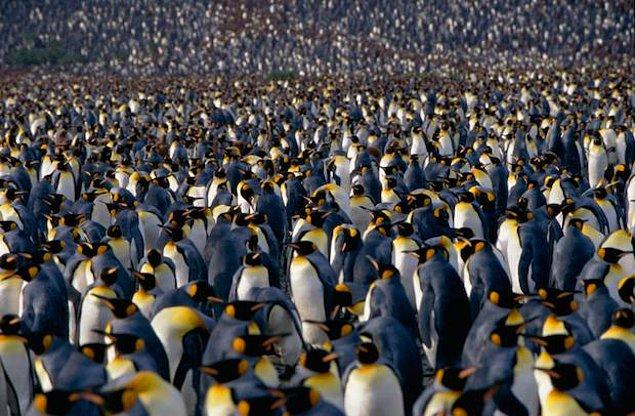 7. İki cins hariç bütün penguen türleri büyük koloniler halinde çiftleşirler ve sayıları bine kadar çıkabilir.