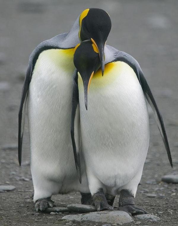 9. Türlere göre farklılık gösterse de, çoğu penguen her yıl aynı eşle çiftleşir.