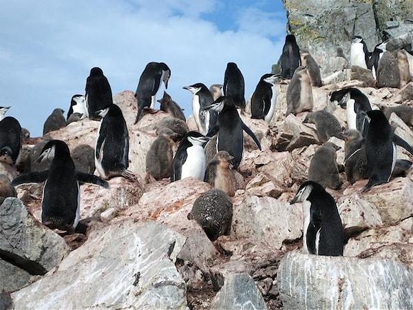 10. Benzer şekilde çoğu penguen kendi yuvalandığı ve doğduğu yere; kendi kolonisinin yanına döner.