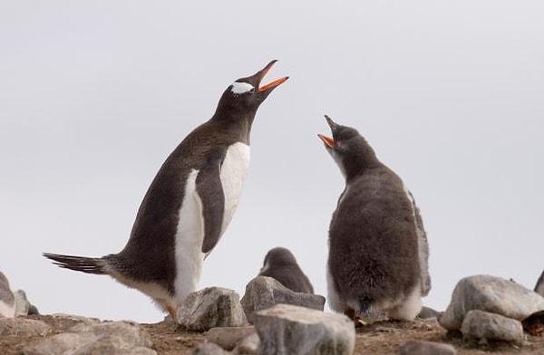 15. Görünen kulakları olmasa bile penguenlerin duyma yeteneği çok gelişmiştir. Kalabalık çiftleşme alanlarına geri döndüklerinde eşlerini seslerinden tanırlar.