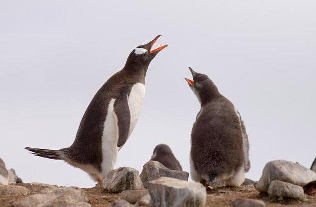 13. Görünen kulakları olmasa bile penguenlerin duyma yeteneği çok gelişmiştir. Kalabalık çiftleşme alanlarına geri döndüklerinde eşlerini seslerinden tanırlar.