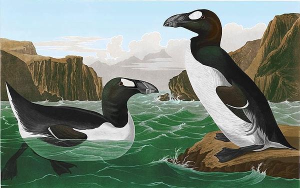 20. 16.yy'da 'penguen' kelimesi aslında Kanada'nın doğusunda görülen fakat şimdi nesli tükenmiş olan 'Pinguinus impennis'lere veriliyordu. Kaşifler Güney Yarımküre'ye indiklerinde o kuşlara benzeyen bu hayvanlara penguen adını verdiler.