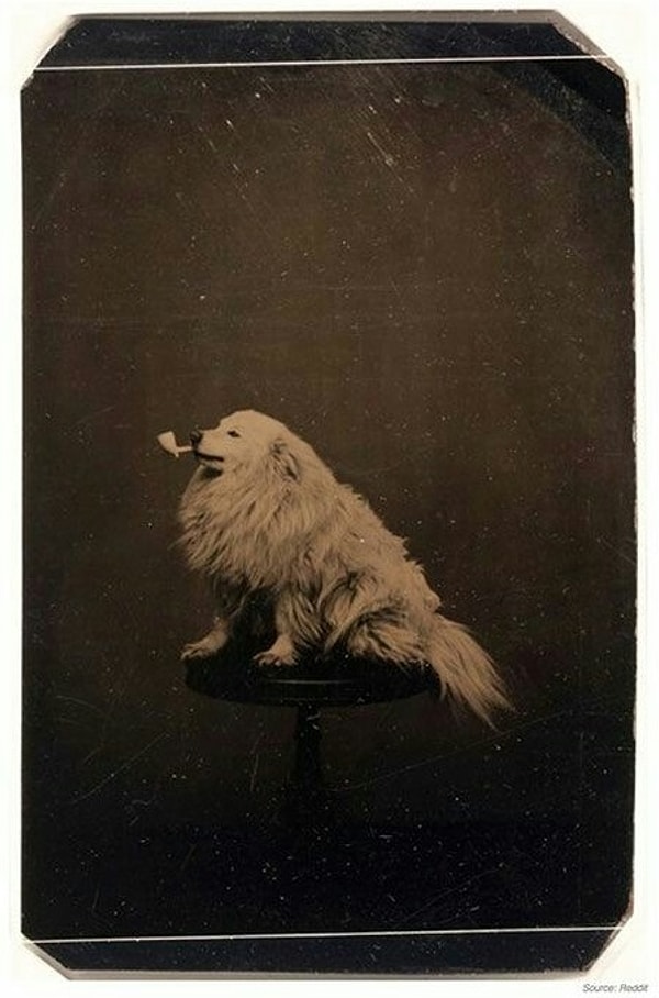 16. Собака позирует с трубкой (1875 г.)