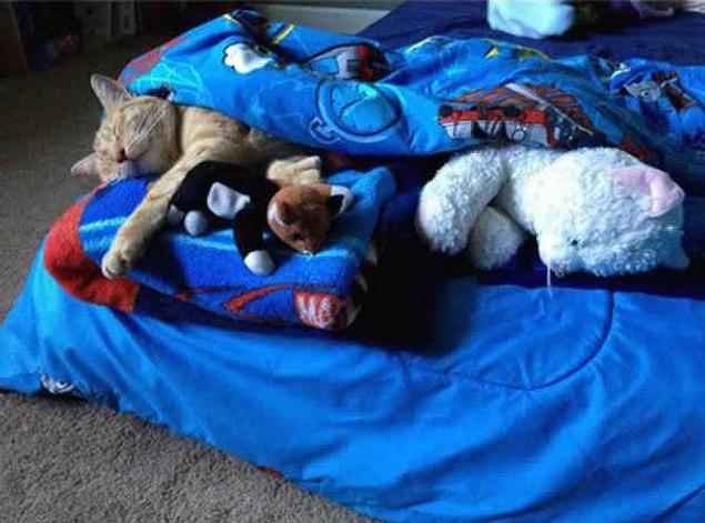 17. This one prepared a cozy bed and put some toys in it for the cat he found on the streets.