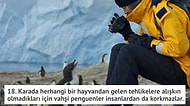 Paytak Smokinler Dosyası: İşte Size Penguenler Hakkında 20 İlginç Bilgi!