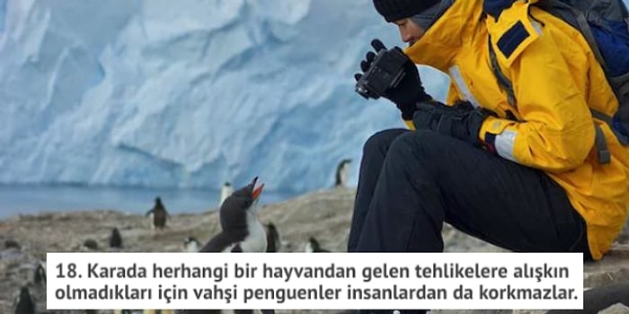 Paytak Smokinler Dosyası: İşte Size Penguenler Hakkında 20 İlginç Bilgi!