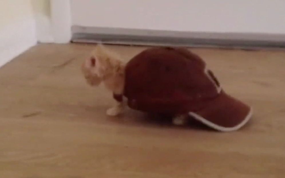 Özünü Unutup Kendini Kaplumbağa Sanan Sevimli Kediler