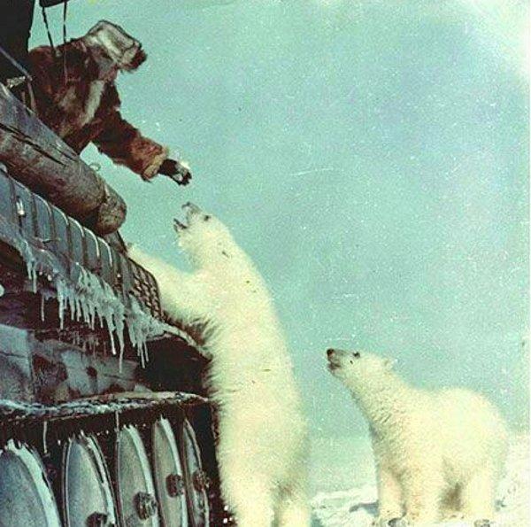6. Rus askerleri tanklarından kutup ayılarına yiyecek veriyorlar. (1950)