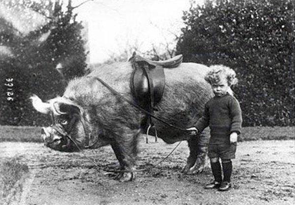 13. Bir erkek çocuk vahşi binek domuzuyla birlikte. (1930'lar)