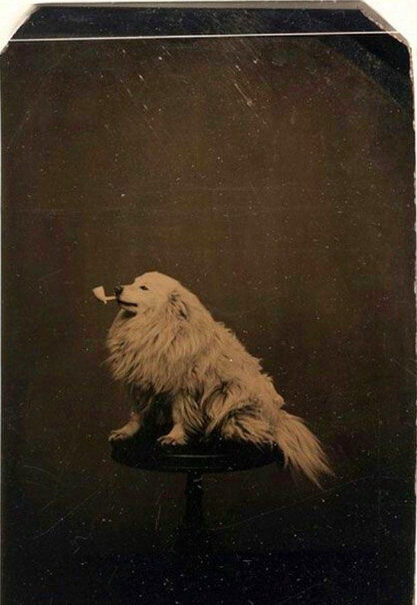 16. Köpek ve piposuyla verdiği poz. (1875)