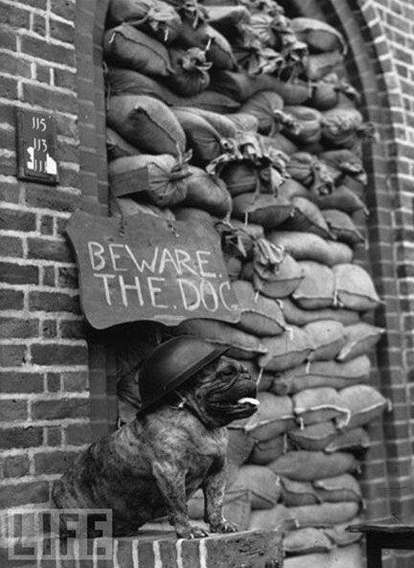 36. Bir bulldog İngiltere'deki hava saldırısı sırasında barikat kurulmuş evini koruyor. (1939-1945)