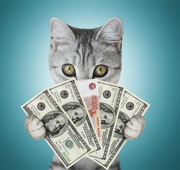 19. Самый богатый кот