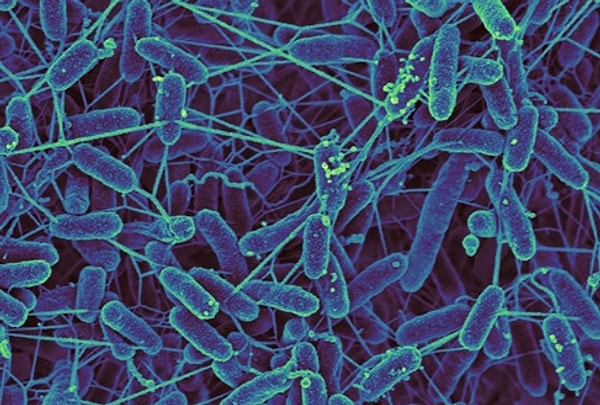 5. Вывод учёного: география влияет на разнообразие микрожизни куда сильнее других факторов