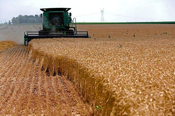 Amerika Birleşik Devletleri buğday üretimine uygun verimli ve geniş toprakları ile ihracat rakamlarında lider konumda yer alıyor