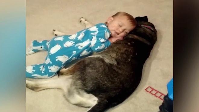 Uyuyan Bebek İçin Son Derece Konforlu Bir Yatak Olan Vefakar Köpek
