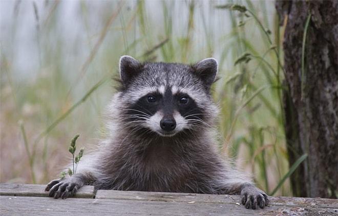 20 Awesome Things About Raccoons Guaranteed To Make You Adopt One!