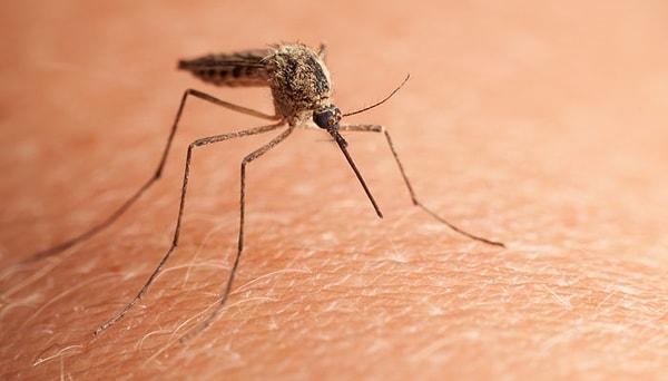 12. Sivrisinekler tarihteki bütün savaşlardan daha fazla insan ölümüne sebep oldu.