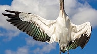 Kanatlıların Dünyası: 7. Audubon Fotoğraf Ödülleri