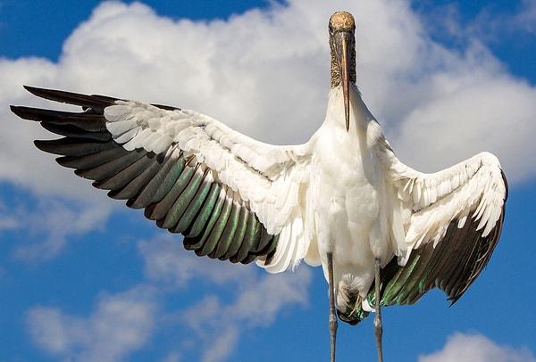 Audubon Fotoğraf Ödülleri'nde sergilenen fotoğraflar yıllardır görenleri büyülüyor.