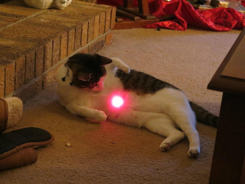 Ömrünü Tutulan Lazeri Yakalamaya Adayıp Ne Yazık ki Başarılı Olamamış 26 Hayvan