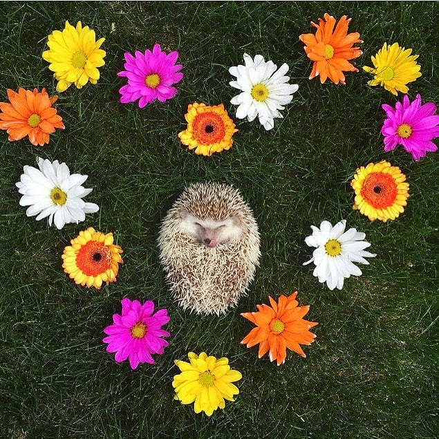 Önceki sahibinden oldukça çekmiş bu dünyalar tatlısı kirpimiz! Ama şu an evinde oldukça mutlu! 😌