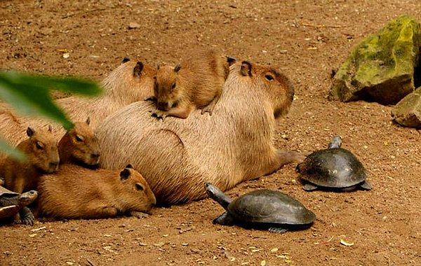 15. "Abi akbaba artistlik yaptı sonra git dedi o kapibaralara söyle onların ölüsünü dirisini dedi abi ağır konuştu" "Vay şerefsiz, yürüyün lan gösterelim neymiş bizim ortamlarda racon kesmek"