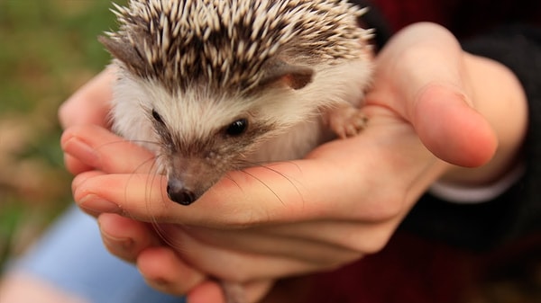 10. Карликовый ёж