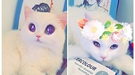Sahipleri Tarafından Snapchat Filtrelerine Maruz Bırakılmış 21 Sevimlilik Abidesi Hayvan