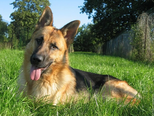 1. Немецкая овчарка: 10% исследуемых случаев.