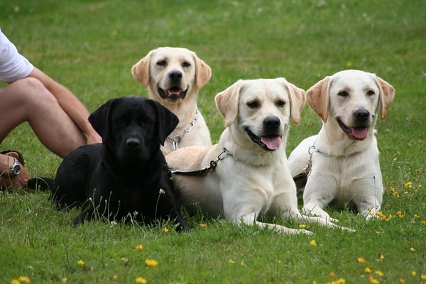 2. Лабрадор-ретривер: 9% исследуемых случаев.