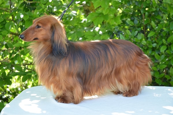 13. Такса: 2% исследуемых случаев.