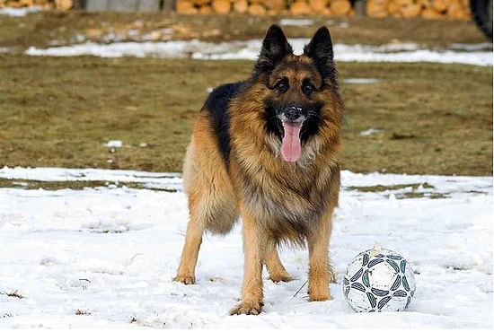 15 пород собак, которые кусаются чаще других