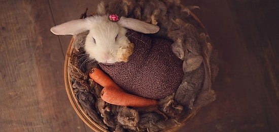 Фотосессия с новорожденным... кроликом!