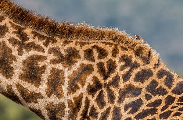 5. Желтоклювая воловья птица