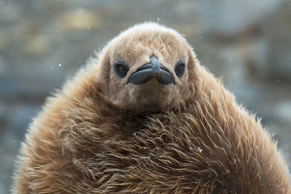 12. Королевский пингвин