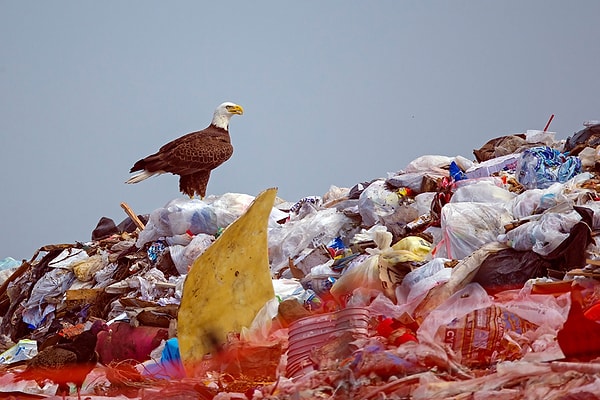 18. Белоголовый орлан