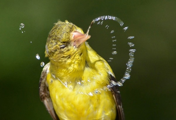 19. Американский чиж