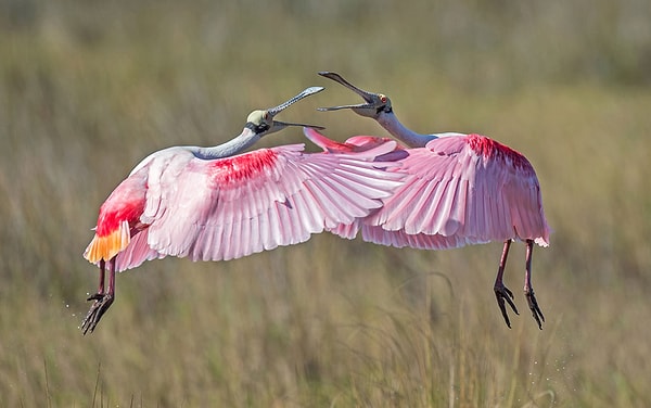 20. Розовая колпица