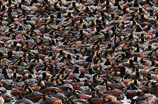 23. Черношейные поганки | Победитель в категории "Любительское фото"