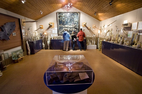 3. Исландский фаллологический музей - Рейкъявик, Исландия