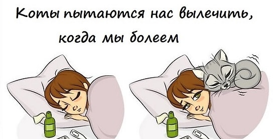 9 замечательных причин завести кота