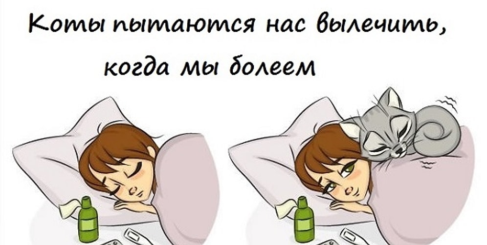 9 замечательных причин завести кота