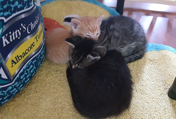 Сквирт всегда готов бороться с преступностью, за исключением тихого часа и обеденного перерыва