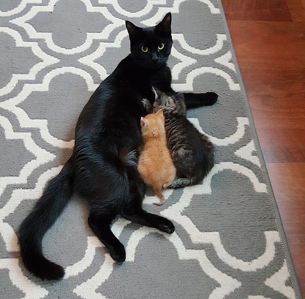 Дома у полицейского нового друга приняли за своего